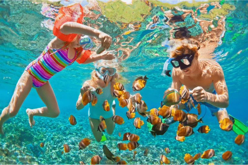 Swim with the Colourful Fish while Snorkeling